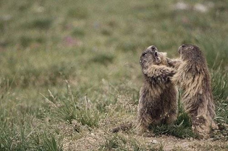 Marmottes.