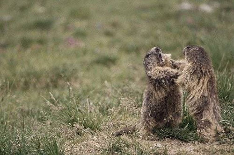Marmottes.