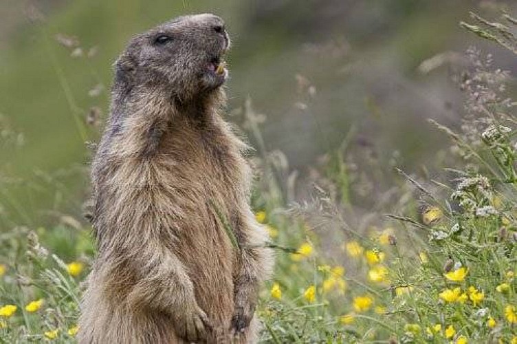 Marmotte des Alpes adulte, en position de vigilance, debout sur ses deux pattes arrières et poussant son cri d'alerte.