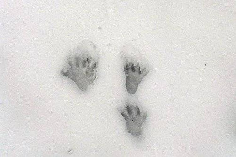 Empreintes de marmotte des Alpes, dans la neige.