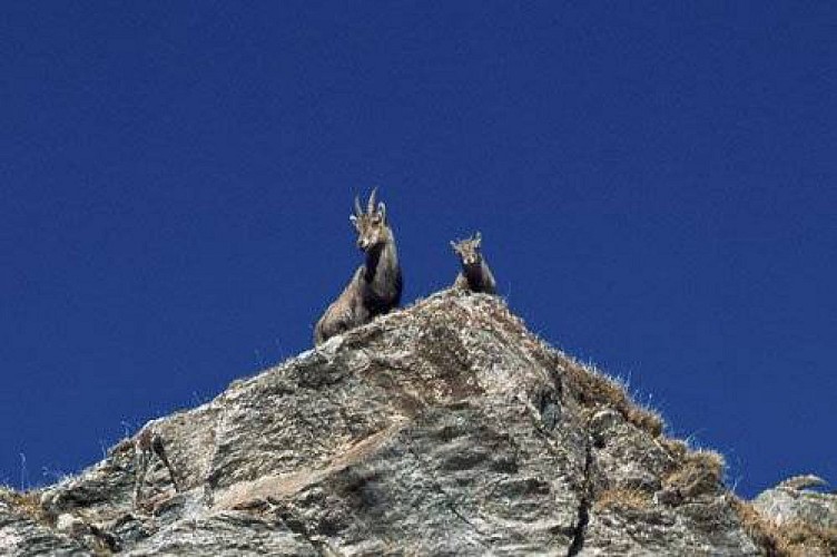 Bouquetins des Alpes avec une femelle (étagne) et un cabri (de g. à dr.)