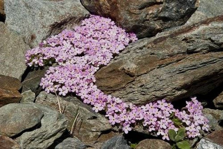 Androsace des Alpes. (RN des Hauts de Villaroger).