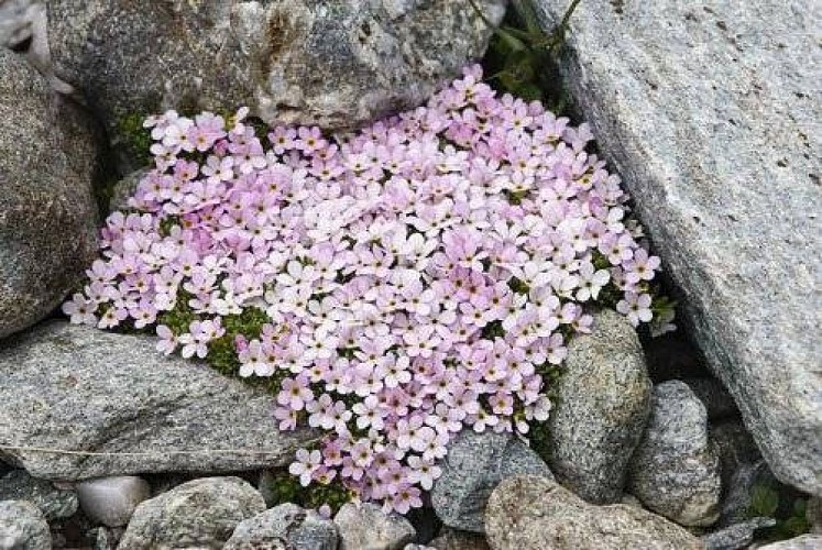 Androsace des Alpes.