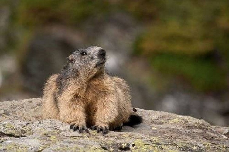 Marmotte prenant un bain de soleil sur un rocher.