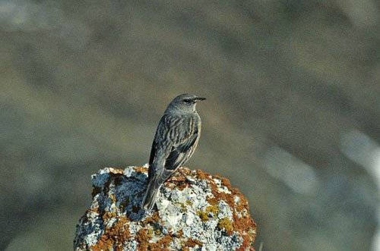 Accenteur alpin, posé sur un rocher.