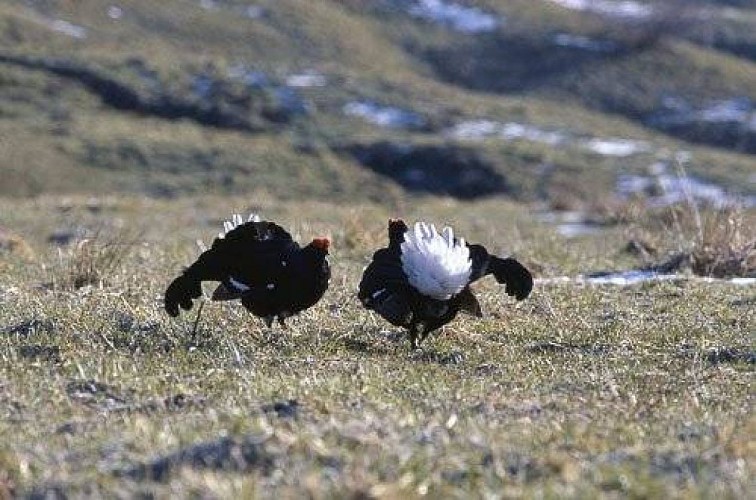 Deux coqs de tétras-lyre pendant les parades au printemps.