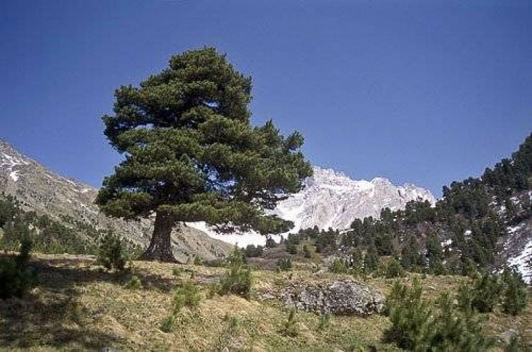 Pin cembro à Pré Petit-Jean. Vue vers l'Aiguille du Fruit. Vue vers E. (RN du Plan de Tuéda).