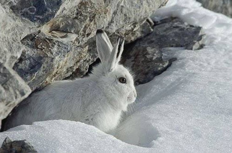 Lièvre variable en pelage d'hiver.