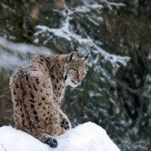 Le Lynx