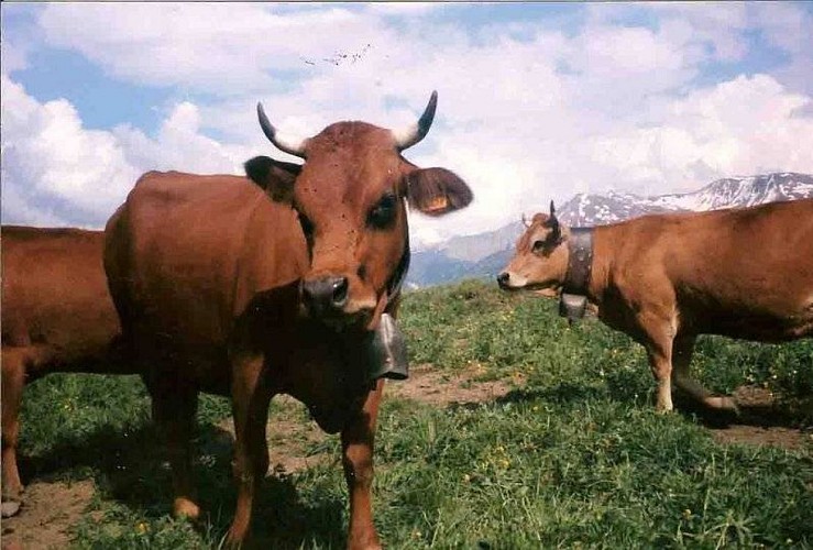 La vache Tarine