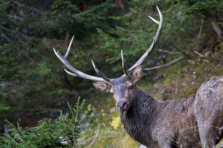 Cerf élaphe : mâle adulte dans une clairière pendant la période du brame.