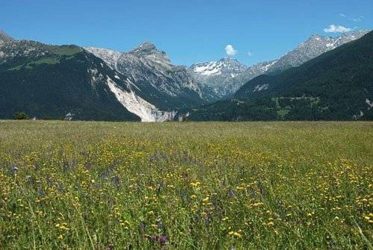 Prairies fleuries au Plan de la Croix, Aussois. Au fd., le val d'Ambin.