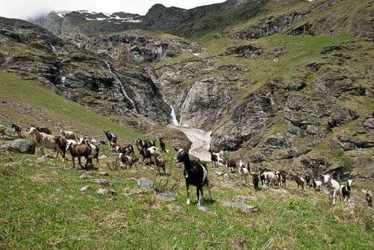 Troupeau de chèvres pâturant dans les alpages de Villaroger, en rive dr. du Ruisseau de la Savinaz.