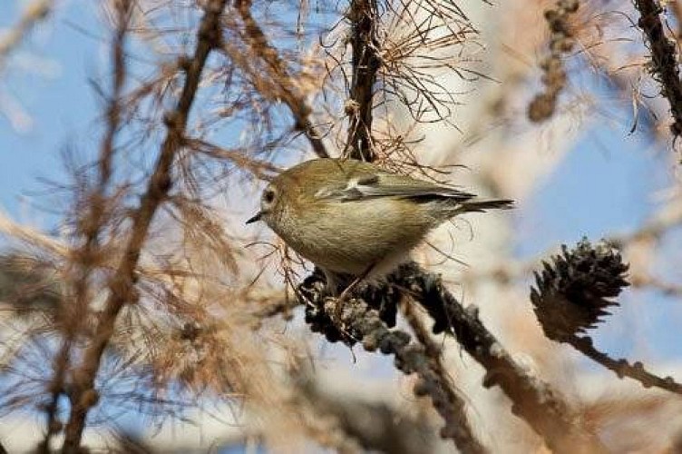 Roitelet huppé : individu perché dans un mélèze.