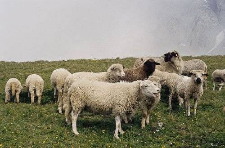 Troupeau de moutons à l'alpage près des ruines de Chélou, Lanslevillard.