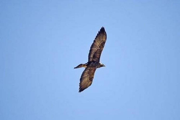 Adulte d'aigle royal en chasse au dessus de la cave des Loyes.