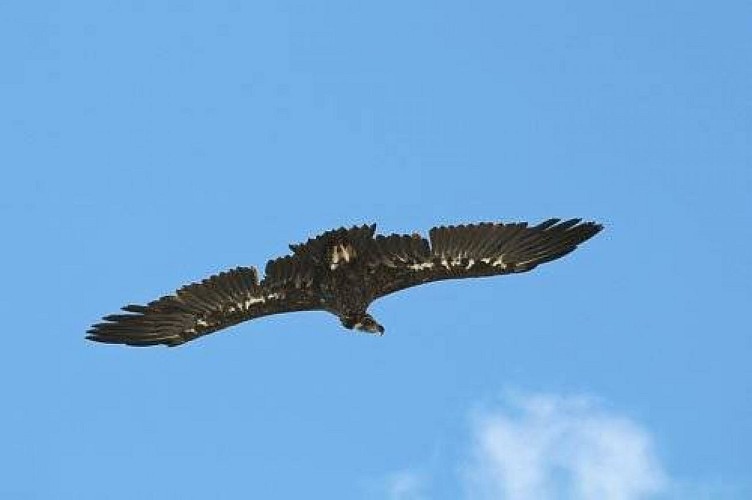 Vautour moine : subadulte bagué ("FBB") et présentant un plumage avec plusieurs mues.