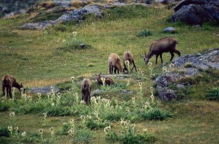 Chevrée de chamois avec quatre éterlous (jeunes de plus d'un an), un cabri (jeune de moins d'un an), et une femelle adulte.