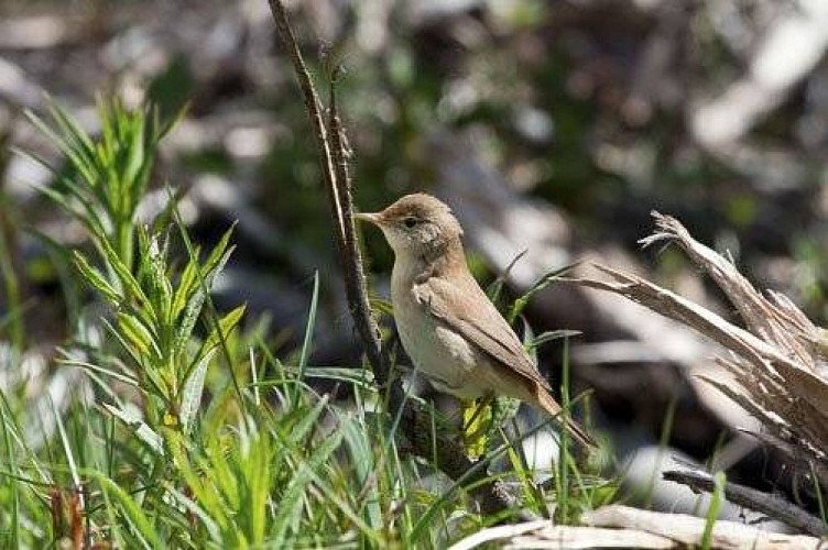 Rousserolle verderolle.