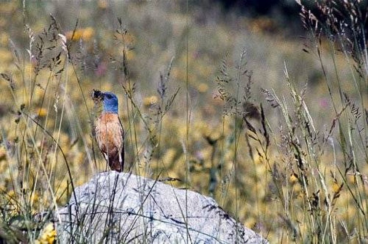 Merle de roche posé sur une pierre, ayant capturé un insecte.