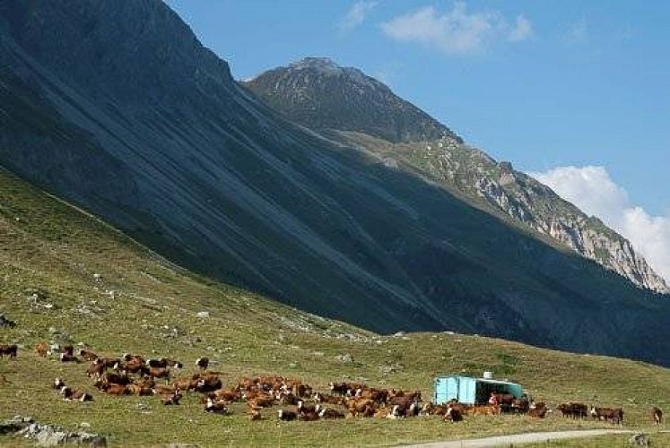 Troupeau de vaches Tarentaise et Abondance et machine à traire.