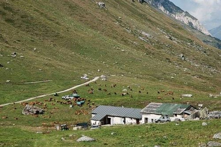 Chalet d'alpage de Ritort. Troupeau de vaches Tarentaise et Abondance. Pralognan la Vanoise.