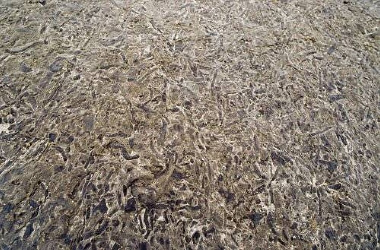 Géologie : calcaire vermiculé. Roche avec galeries fossiles de vers marins.
