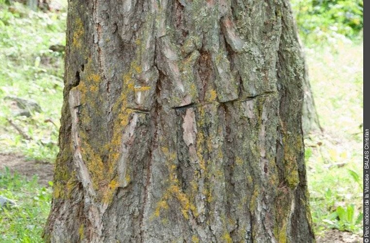 Trait de scie, lors d'une tentative de destruction des abres, sur un tronc de l'allÈe de mÈlËzes conduisant au Palais de la Min