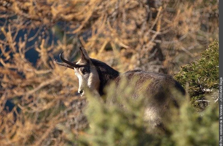 En tête-à-tête avec une femelle de chamois (Rupicapra rupicapra)