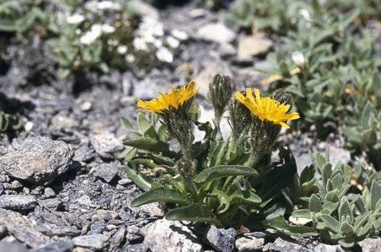 Crépide des Alpes rhétiques.