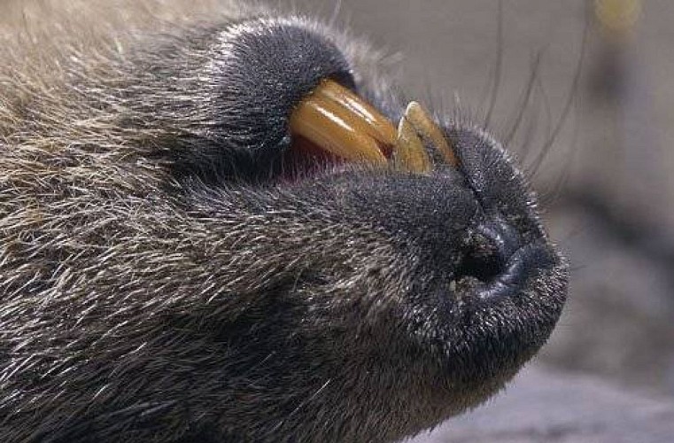 Les deux paires d'incisives d'une marmotte. (RN de la Grande Sassière).