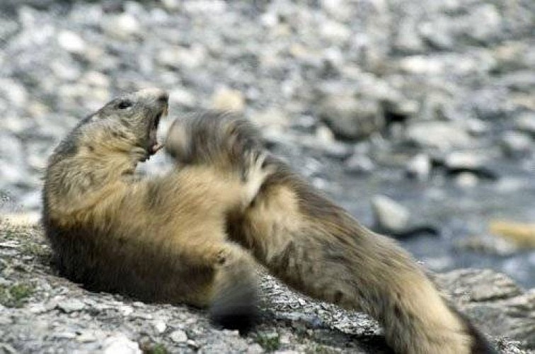 Combat de marmottes des Alpes.
