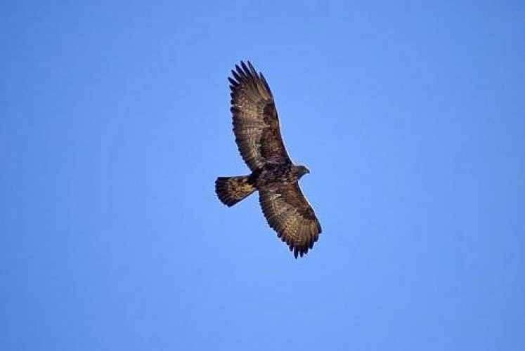 Adulte d'aigle royal en chasse au dessus de la cave des Loyes.