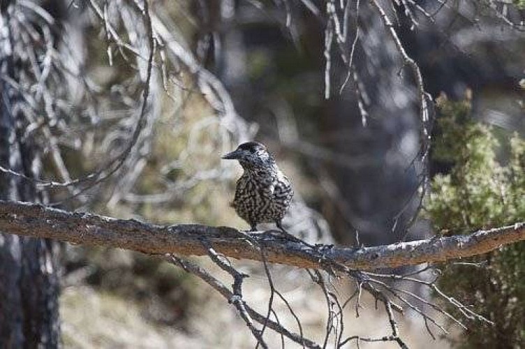 Casse-noix moucheté.