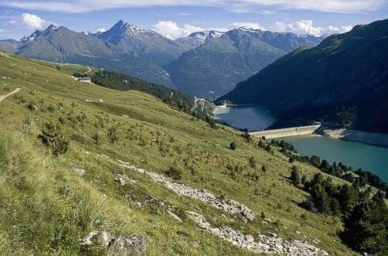 Colonisation du milieu par des pins cembro.