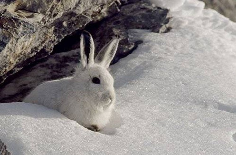 Lièvre variable en livrée hivernale.