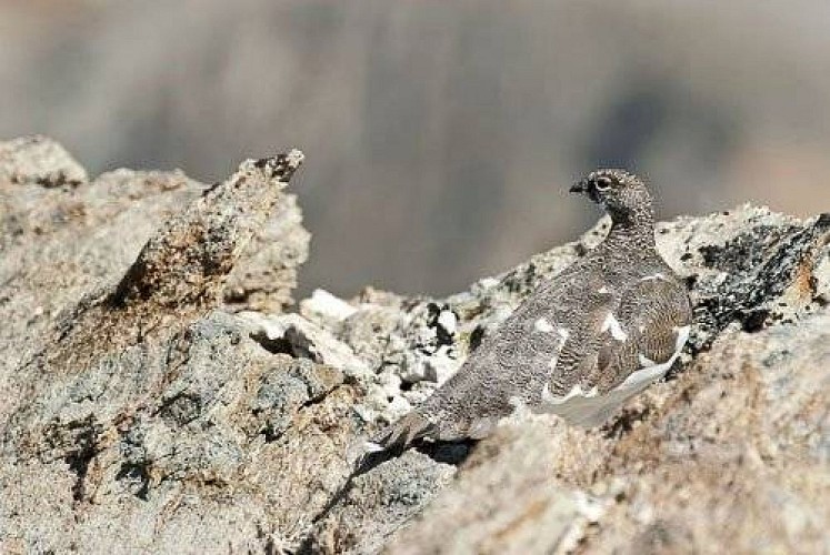 Lagopède alpin : apparition du plumage d'hiver.