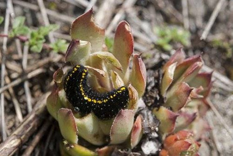 Chenille de grand apollon sur une joubarbe des toits.