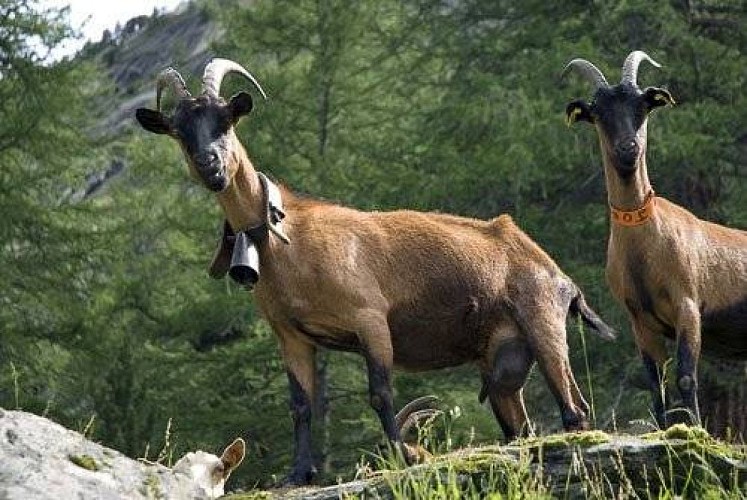 Troupeau de chèvres dans le Vallon d'Ambin. Vue vers E.