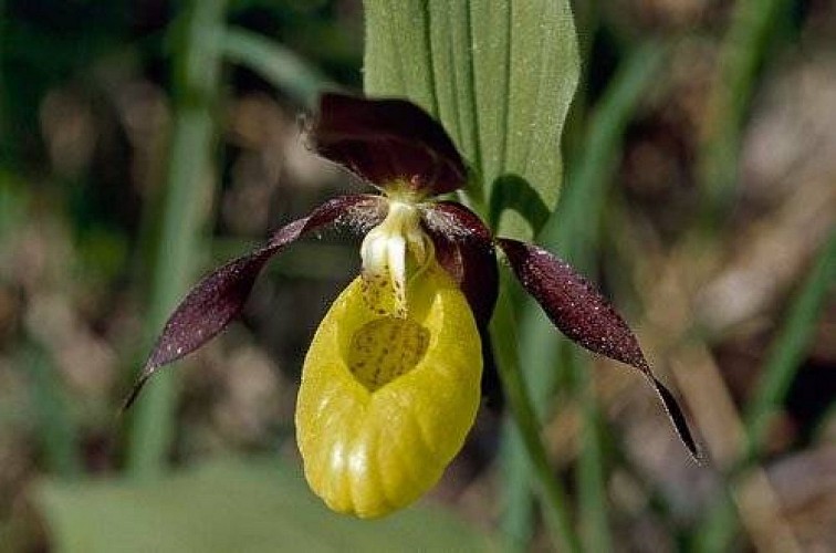 Un'orchidea alpina nota anche come Scarpetta di Venere - Cose di Casa