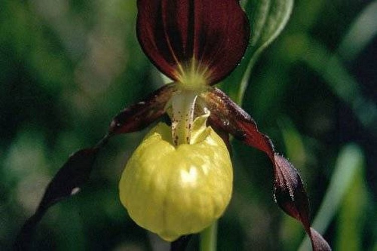 Un'orchidea alpina nota anche come Scarpetta di Venere - Cose di Casa