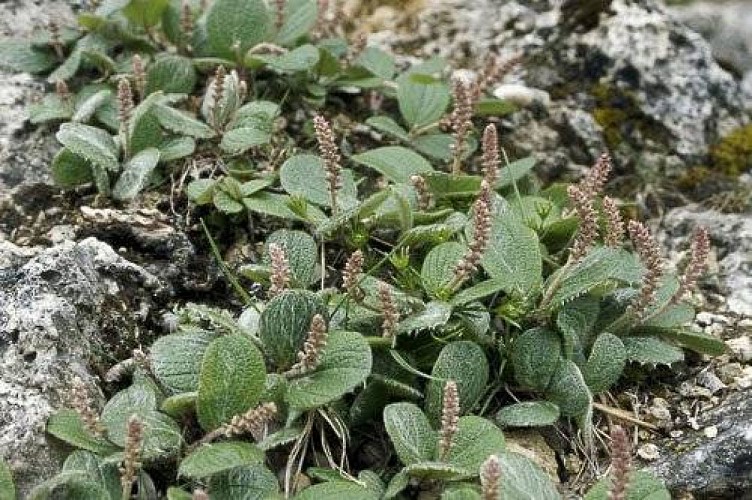 Saule à feuilles réticulées.