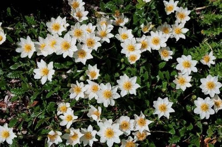 Tapis de dryade à huit pétales.