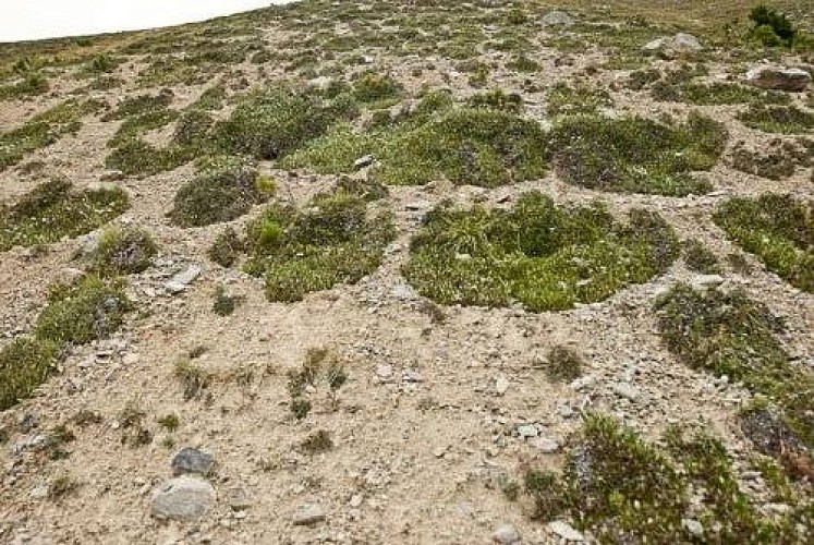 Pelouses en gradins à dryades à huit pétales sur cargneules érodées (piétinement des bestiaux). (PNV CP)