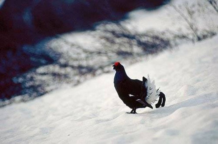 Tétras-lyre dans la neige.