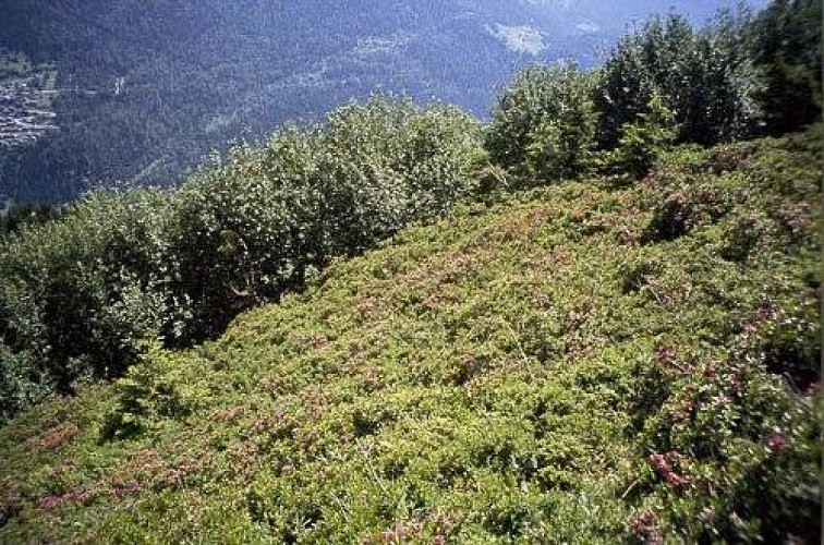 Lande à rhododendron en cours de colonisation par des aulnes verts.