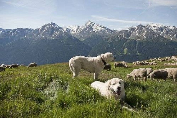 Chiens de protection patous.