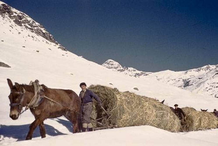 Descente de foin depuis la Duis (2147m), en direction de Bonneval sur Arc.