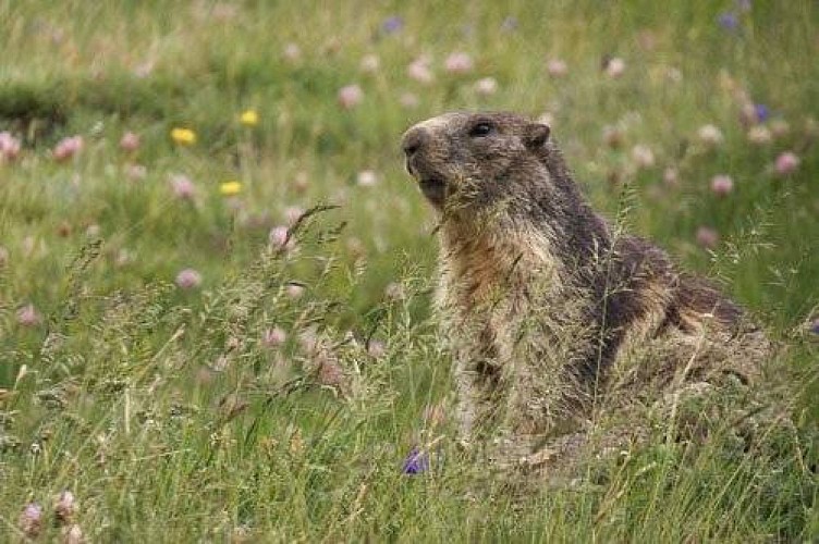 Marmotte des Alpes sur son terrier.