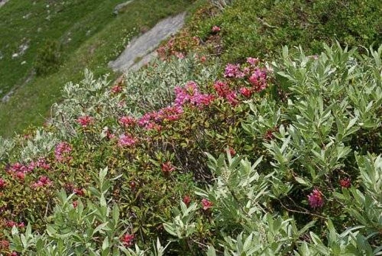 Lande à rhododendron ferrugineux et saule glauque, surplombant le hameau de Chollière.